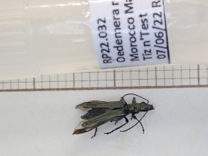  (Oedemera reini - AAUU_01089)  @11 [ ] by-nc-sa (2023) University of Montpellier Universite Montpellier