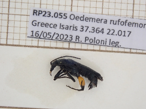  (Oedemera rufofemorata - AAUU_01099)  @11 [ ] by-nc-sa (2023) University of Montpellier Universite Montpellier
