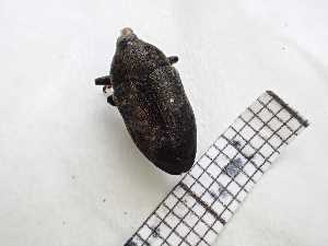  ( - UM_AAUU_00528)  @11 [ ] by-nc-sa (2023) Fabre Pierre-Henri Universite Montpellier