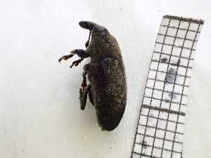  ( - UM_AAUU_00528)  @11 [ ] by-nc-sa (2023) Fabre Pierre-Henri Universite Montpellier