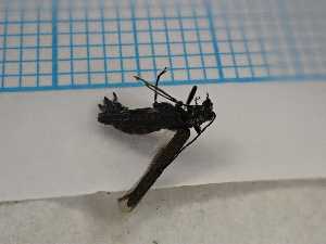  ( - UM_AAUU_00615)  @11 [ ] by-nc-sa (2023) University of Montpellier Universite Montpellier