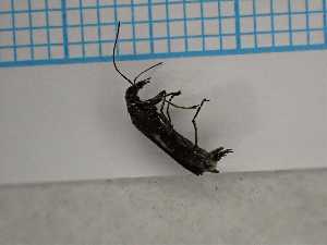  ( - UM_AAUU_00616)  @11 [ ] by-nc-sa (2023) University of Montpellier Universite Montpellier