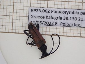  (Paracorymbia pallens - AAUU_01066)  @11 [ ] CreativeCommons - Attribution Share-Alike (2025) Unspecified Universite Montpellier, CEFE Lab