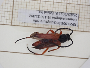  (Stictoleptura rufa - AAUU_01067)  @11 [ ] CreativeCommons - Attribution Share-Alike (2025) Unspecified Universite Montpellier, CEFE Lab