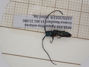  (Agapanthia violacea - AAUU_01068)  @11 [ ] CreativeCommons - Attribution Share-Alike (2025) Unspecified Universite Montpellier, CEFE Lab