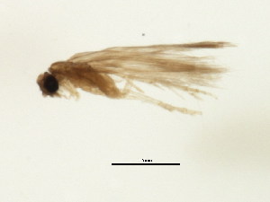  (Neotrichia unamas - RBCAD-2206)  @11 [ ] CreativeCommons - Attribution (2009) CBG Photography Group Centre for Biodiversity Genomics