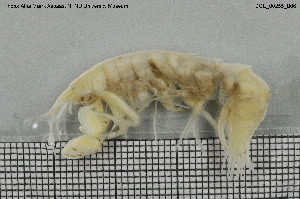  (Eusirus holmii - BGE_00255_B06)  @11 [ ] CreativeCommons - Attribution Non-Commercial Share-Alike (2025) NTNU University Museum Department of Natural History NTNU University Museum, Department of Natural History