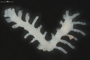  (Idmidronea - BGE_00262_F04)  @11 [ ] Creative Commons  Attribution Non-Commercial Share-Alike (2024) NTNU University Museum, Department of Natural History NTNU University Museum, Department of Natural History
