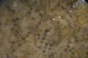  (Alcyonidium mytili - BGE_00262_G08)  @11 [ ] CC-BY-SA (2024) University of Bergen, Natural History Collections University of Bergen, Natural History Collections