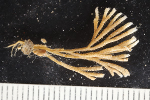  ( - BGE_00262_F10)  @11 [ ] CC-BY-SA (2024) University of Bergen, Natural History Collections University of Bergen, Natural History Collections