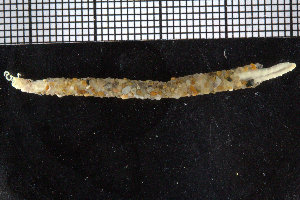  ( - BGE_00239_B01)  @11 [ ] Creative Commons BY NC SA (2025) University of Bergen Natural History Collections