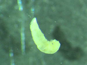  (Peresiella - BGE_00237_F06)  @11 [ ] Creative Commons BY NC SA (2025) University of Bergen Natural History Collections
