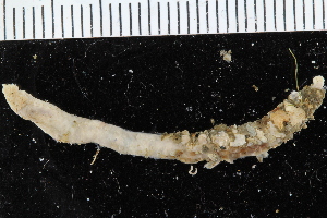  ( - BGE_00239_B06)  @11 [ ] Creative Commons BY NC SA (2025) University of Bergen Natural History Collections