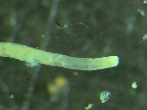  ( - BGE_00237_C05)  @11 [ ] Creative Commons BY NC SA (2025) University of Bergen Natural History Collections
