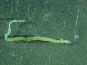  ( - BGE_00237_C05)  @11 [ ] Creative Commons BY NC SA (2025) University of Bergen Natural History Collections