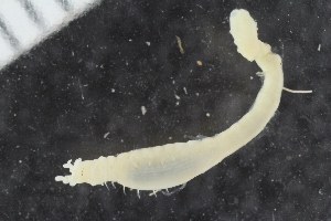  ( - BGE_00239_B08)  @11 [ ] Creative Commons BY NC SA (2025) University of Bergen Natural History Collections