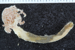  (Branchiomma - BGE_00236_D06)  @11 [ ] Creative Commons BY NC SA (2025) University of Bergen Natural History Collections