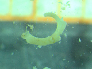 ( - BGE_00245_B09)  @11 [ ] Creative Commons BY-SA (2024) University of Bergen Natural History Collections