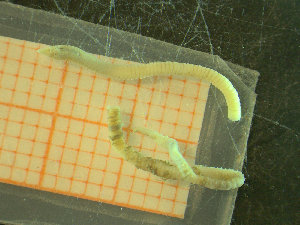  ( - BGE_00245_F03)  @11 [ ] Creative Commons BY-SA (2024) University of Bergen Natural History Collections