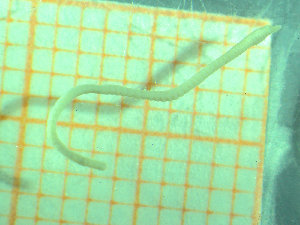  ( - BGE_00245_E08)  @11 [ ] Creative Commons BY-SA (2024) University of Bergen Natural History Collections