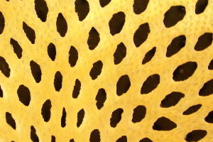  ( - BGE_00262_C12)  @11 [ ] Creative Commons  Attribution Non-Commercial Share-Alike (2024) NTNU University Museum, Department of Natural History NTNU University Museum, Department of Natural History