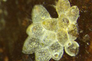  ( - BGE_00262_C10)  @11 [ ] Creative Commons  Attribution Non-Commercial Share-Alike (2024) NTNU University Museum, Department of Natural History NTNU University Museum, Department of Natural History