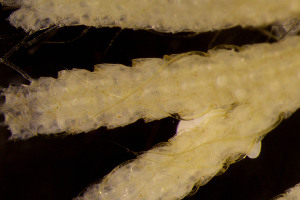  ( - BGE_00262_F03)  @11 [ ] CC-BY-SA (2024) University of Bergen, Natural History Collections University of Bergen, Natural History Collections