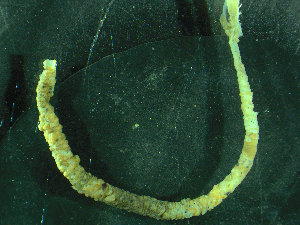  ( - BGE_00237_C03)  @11 [ ] Creative Commons BY NC SA (2025) University of Bergen Natural History Collections