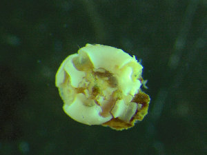  ( - BGE_00245_E03)  @11 [ ] Creative Commons BY-SA (2024) University of Bergen Natural History Collections