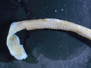  (Potamilla - BGE_00236_C05)  @11 [ ] Creative Commons BY NC SA (2025) University of Bergen Natural History Collections