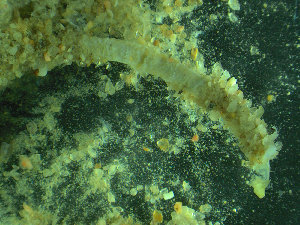  ( - BGE_00237_A03)  @11 [ ] Creative Commons BY NC SA (2025) University of Bergen Natural History Collections