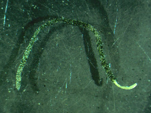  ( - BGE_00237_A05)  @11 [ ] Creative Commons BY NC SA (2025) University of Bergen Natural History Collections