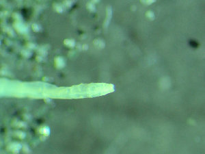  ( - BGE_00237_A05)  @11 [ ] Creative Commons BY NC SA (2025) University of Bergen Natural History Collections