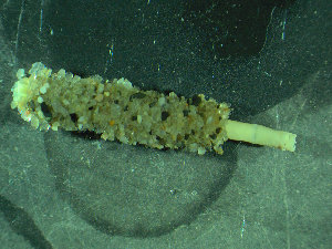  ( - BGE_00237_B08)  @11 [ ] Creative Commons BY NC SA (2025) University of Bergen Natural History Collections