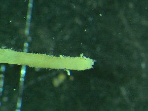  ( - BGE_00237_C07)  @11 [ ] Creative Commons BY NC SA (2025) University of Bergen Natural History Collections
