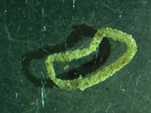  ( - BGE_00237_C07)  @11 [ ] Creative Commons BY NC SA (2025) University of Bergen Natural History Collections