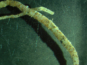  ( - BGE_00237_C09)  @11 [ ] Creative Commons BY NC SA (2025) University of Bergen Natural History Collections