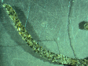  ( - BGE_00237_D08)  @11 [ ] Creative Commons BY NC SA (2025) University of Bergen Natural History Collections