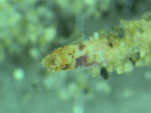 ( - BGE_00237_E01)  @11 [ ] Creative Commons BY NC SA (2025) University of Bergen Natural History Collections