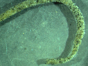  ( - BGE_00237_E01)  @11 [ ] Creative Commons BY NC SA (2025) University of Bergen Natural History Collections