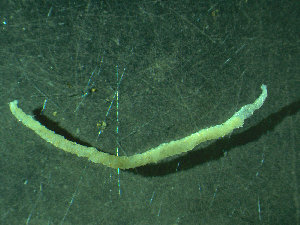  ( - BGE_00237_E05)  @11 [ ] Creative Commons BY NC SA (2025) University of Bergen Natural History Collections