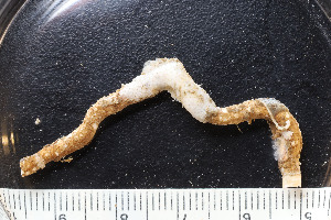  ( - BGE_00262_H11)  @11 [ ] CC-BY-SA (2024) University of Bergen, Natural History Collections University of Bergen, Natural History Collections