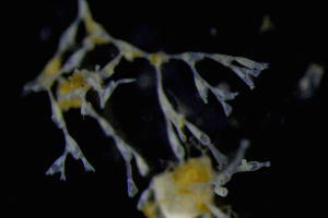  ( - BGE_00262_F05)  @11 [ ] CC-BY-SA (2024) University of Bergen, Natural History Collections University of Bergen, Natural History Collections