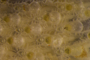  ( - BGE_00262_C04)  @11 [ ] CC-BY-SA (2024) University of Bergen, Natural History Collections University of Bergen, Natural History Collections