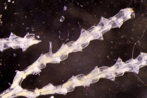  ( - BGE_00262_C01)  @11 [ ] CC-BY-SA (2024) University of Bergen, Natural History Collections University of Bergen, Natural History Collections