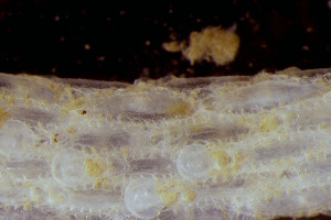  ( - BGE_00262_A11)  @11 [ ] CC-BY-SA (2024) University of Bergen, Natural History Collections University of Bergen, Natural History Collections