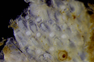  ( - BGE_00262_E10)  @11 [ ] CC-BY-SA (2024) University of Bergen, Natural History Collections University of Bergen, Natural History Collections