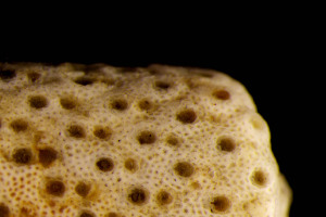  (Myriapora - BGE_00262_C06)  @11 [ ] CC-BY-SA (2024) University of Bergen, Natural History Collections University of Bergen, Natural History Collections
