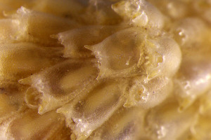  (Escharoides - BGE_00262_B09)  @11 [ ] CC-BY-SA (2024) University of Bergen, Natural History Collections University of Bergen, Natural History Collections