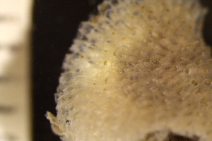  (Turbicellepora boreale - BGE_00264_A05)  @11 [ ] Creative Commons  Attribution Non-Commercial Share-Alike (2025) NTNU University Museum, Department of Natural History NTNU University Museum, Department of Natural History
